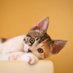 Screenshot 2023-08-28 at 1.44.22 pm