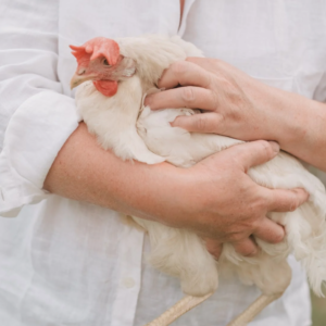 Screenshot 2023-08-28 at 1.47.50 pm