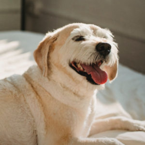 Screenshot 2023-08-28 at 12.35.21 pm